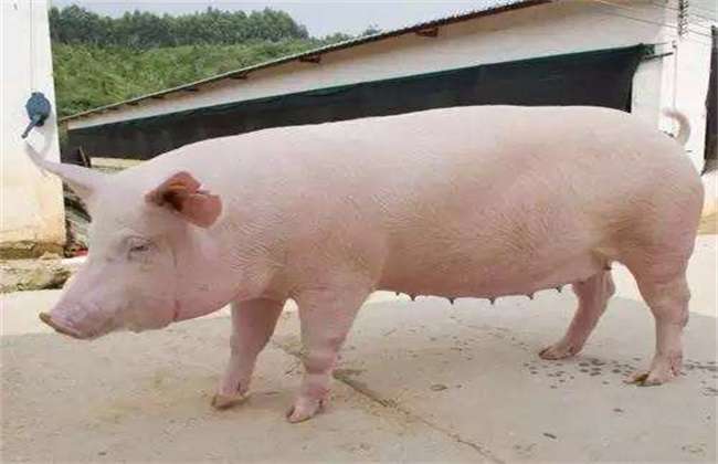 后备母猪饲养管理方法